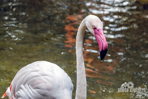 Greater Flamingo Pink Beak