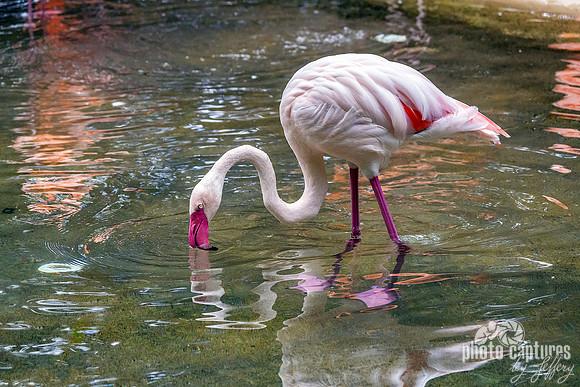 Greater Flamingo Chattering