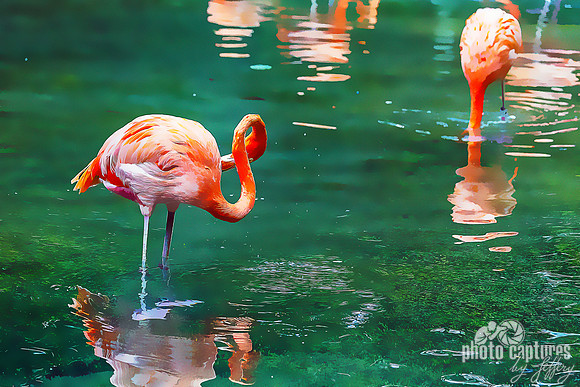 Caribbean Flamingos artistic