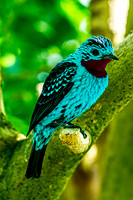 Spangled Cotinga Portrait