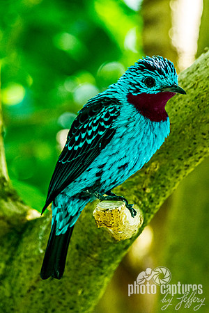 Spangled Cotinga Portrait