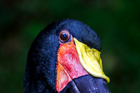 Saddle-billed Stork Head Tilted