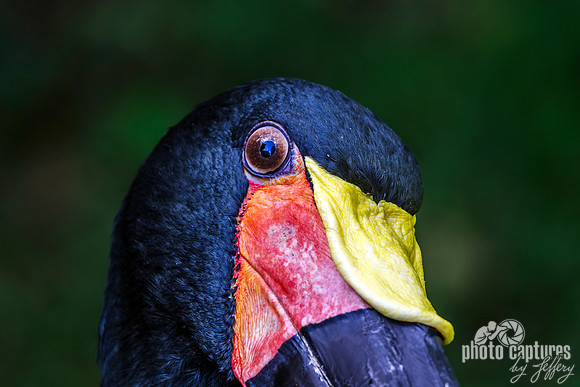 Saddle-billed Stork Head Tilted