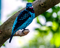 Exotic and Tropical