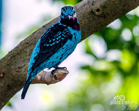 Cotinga cayana Perched On Limb
