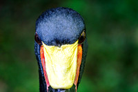 Saddle-billed Stork Eyes Straight Ahead