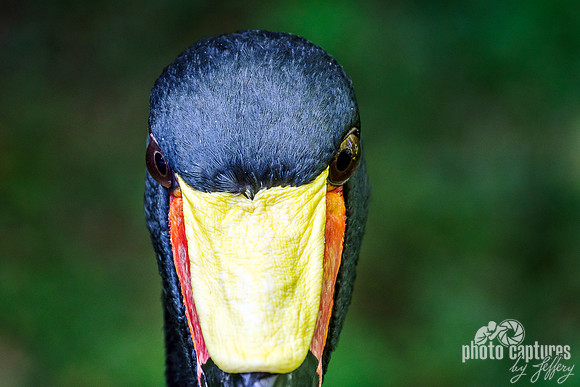 Saddle-billed Stork Eyes Straight Ahead
