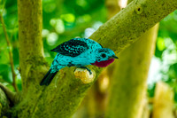 Spangled Cotinga Landscape View