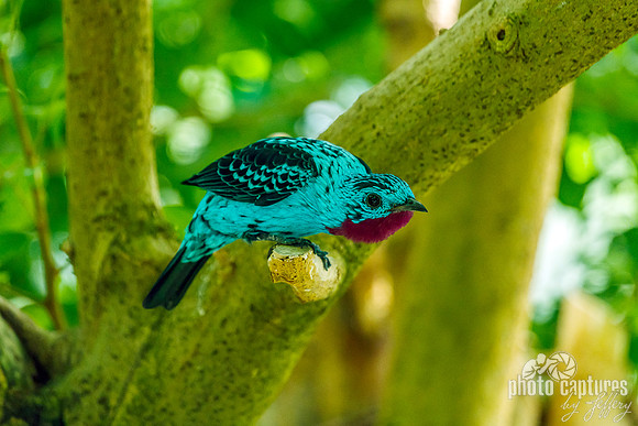 Spangled Cotinga Landscape View