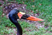 Saddle-billed Stork Close View Head Beak