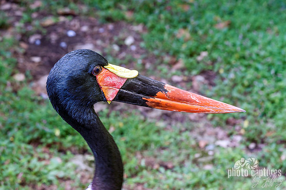 Saddle-billed Stork Close View Head Beak