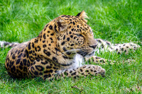 Amur Leopard