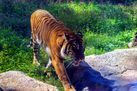 Sumatran Tiger Moving Forward