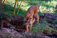 Sumatran Tiger Walking Away from Log