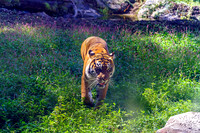 Sumatran Tiger Heading Forward