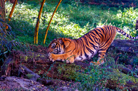 Sumatran Tiger Sharping Front Claws