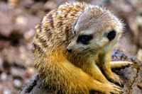 Adorable Little Meerkat