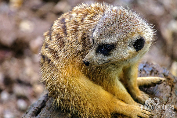 Adorable Little Meerkat
