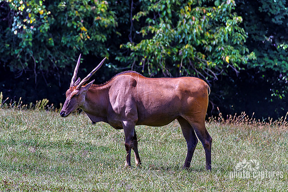 Eland On A Slight Hill