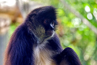 Innocent Mexican Spider Monkey