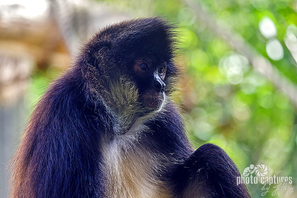 Innocent Mexican Spider Monkey