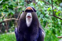 De Brazza's Monkey Front View