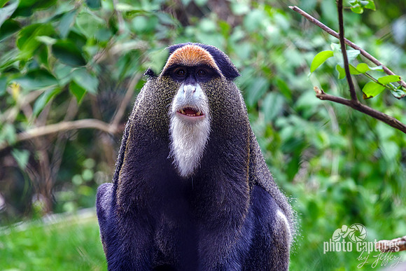 De Brazza's Monkey Front View