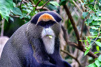 De Brazza's Monkey With Leaf In Mouth