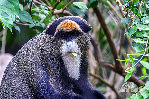 De Brazza's Monkey With Leaf In Mouth