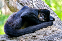 Mexican Spider Monkey Tail Curled Up