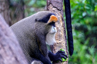 De Brazza's Monkey Side View