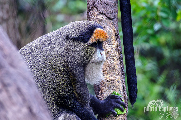 De Brazza's Monkey Side View