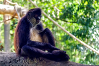 Mexican Spider Monkey Holding Foot