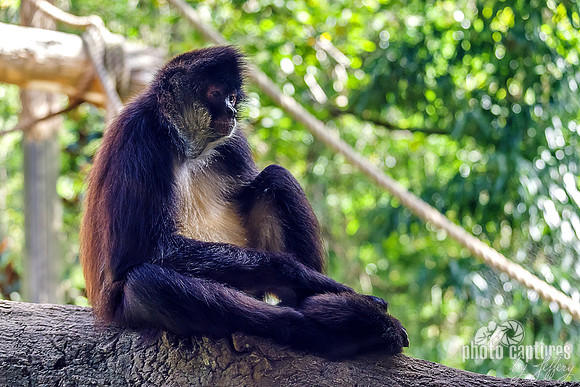 Mexican Spider Monkey Holding Foot