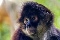 Mexican Spider Monkey Little One Looking Left