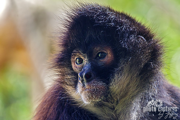 Mexican Spider Monkey Little One Looking Left
