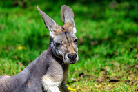 Red Kangaroo Ears Up