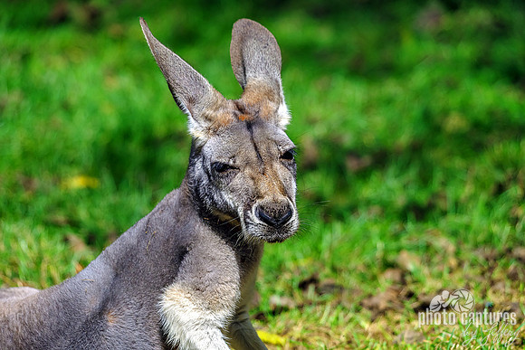 Red Kangaroo Ears Up