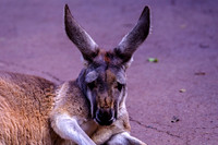 Red Kangaroo Ears Up Turned Outward