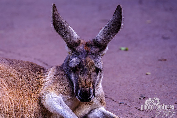 Red Kangaroo Ears Up Turned Outward