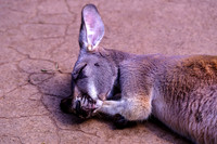 Red Kangaroo Head Laying On Front Paws