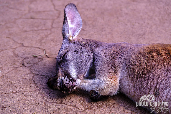 Red Kangaroo Head Laying On Front Paws