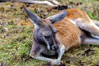 Red Roo Laying On Side Front Legs Crossed
