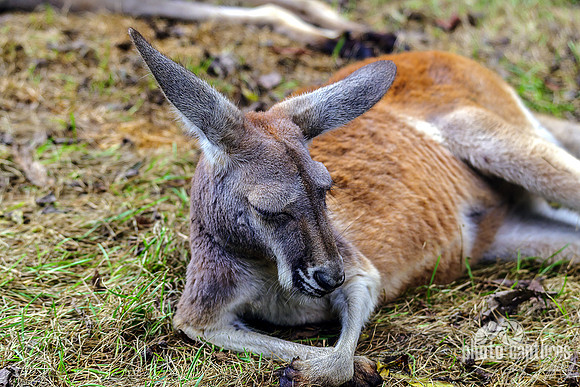 Red Roo Laying On Side Front Legs Crossed