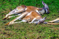 Red Kangaroo Female With Joey Inside Pouch