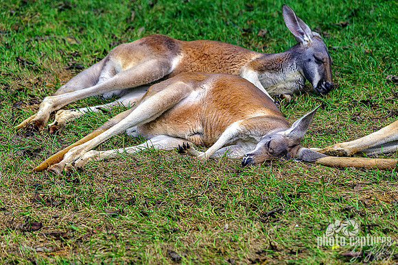 Red Kangaroo Female With Joey Inside Pouch