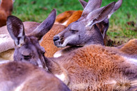 Red Kangaroo Laying About Heads Up