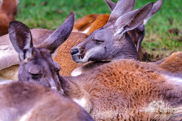 Red Kangaroo Laying About Heads Up