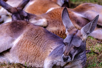 Red Kangaroo Laying About