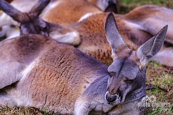 Red Kangaroo Laying About
